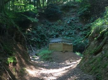 Trail Walking Steinbach - Les mines de Steinbach - Photo