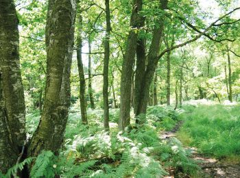 Randonnée Marche Raeren - Petergensfeld - Natura 2000, des sites qui valent le détour - Lg21 - Photo