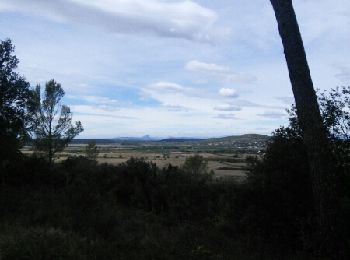 Tour Wandern Uchaud - bois de bernis - Photo