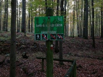 Percorso Marcia Watermael-Boitsfort - Watermaal-Bosvoorde - sentiers et chemin en forêt - Photo