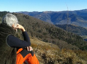 Tocht Stappen Urbès - tour du gustiberg - Photo