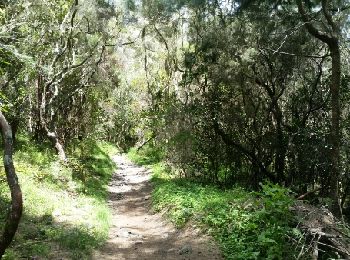 Trail Walking La Possession - La Réunion - Retour de Mafate (Marla) à la route d'îlet à Cordes par le col du Taïbit. - Photo