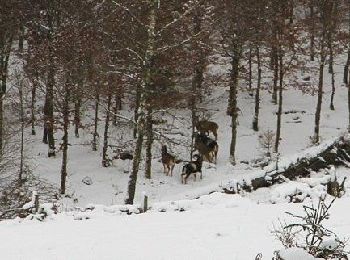 Tocht Sneeuwschoenen Herbeumont - Rando des mouflons - Photo