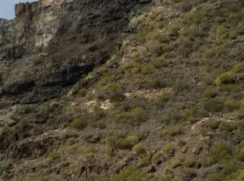 Excursión Senderismo Santiago del Teide - montana guama-cruz misioneros - Photo