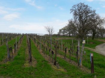 Tour Wandern Rosheim - A la découverte des vignobles de Rosheim et de Rosenwiller - Photo