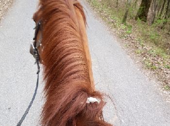 Trail Equestrian Péron - Randonnée St jean de gonville - Photo