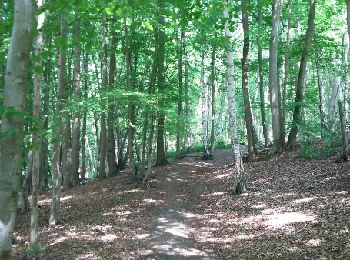 Trail Walking Rixensart - Genval 23 05 2017 Nathalie Demain - Photo