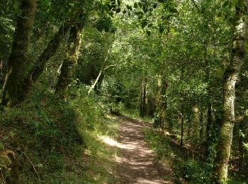 Trail Walking Quimper - vallée du stangala - Photo