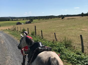 Tour Pferd Prinsuéjols-Malbouzon - Aubrac 2017  - jour 6 (suite et fin) - Photo