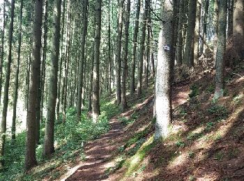 Trail Other activity La Roche-en-Ardenne - la roche 11 km tocht - Photo