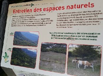 Tour Wandern La Tour-en-Maurienne - Le Châtel : sentier botanique des Plagnes - Photo