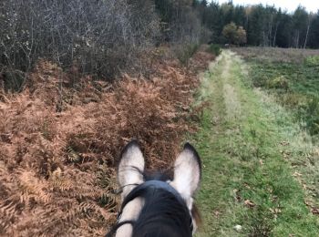 Trail Equestrian Neufchâteau - Cousteumont et le bois d'Ospau 2 - Photo