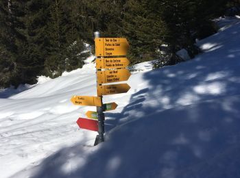 Trail Snowshoes Châtel - Super Châtel - Porte Culet - Morgins  - Photo