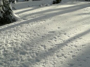 Tour Schneeschuhwandern Büssing - le haut du rouge gazon depuis l'arsenaire - Photo