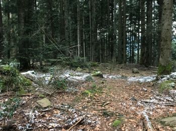 Trail Walking Taintrux - HUBERT - 22 - 02 - 2018 - Photo
