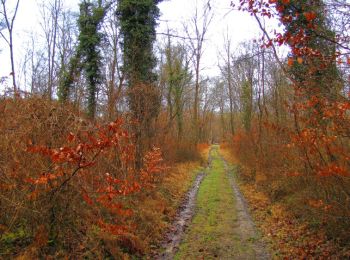 Trail Walking Vieux-Moulin - en forêt de Compiegne_10_gorge du Han_grotte des ramoneurs_chaussée Brunehaut - Photo