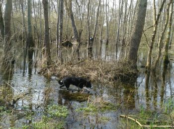 Trail Other activity Boran-sur-Oise - vers Gouvieux - Photo