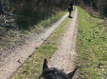 Excursión Caballo Léglise - Traimont Narcimont  - Photo