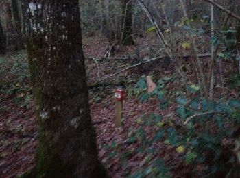 Trail Running Smarves - CO 1er partie bois de saint pierre - Photo