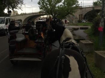 Tocht Paard Avignon - AVIGNON - Photo