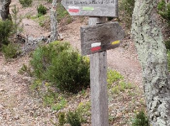 Trail Walking Fréjus - Plan d'Esterel - mont Vinaigre - tour des Malavalettes - Photo