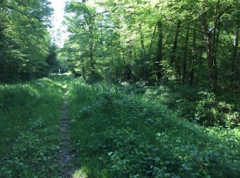 Trail Walking Compiègne - en forêt de Compiegne_14_Guet du Nid_Royallieu_la Bouverie_Marché Dupuis - Photo
