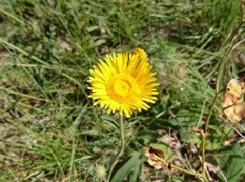 Trail Walking Méjannes-le-Clap - 180627 EnCours - Photo