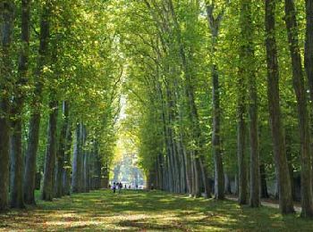 Percorso Bici ibrida Versailles - Versailles (Le parc à vélo) - Photo