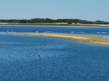 Excursión Senderismo Giffaumont-Champaubert - LAC du DER ... balade autour des étangs.  - Photo