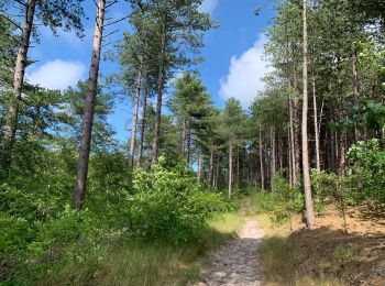 Trail Walking Bergen (NH) - Schoorl - Duinen - Photo