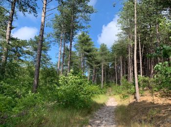 Tour Wandern Bergen (NH) - Schoorl - Duinen - Photo