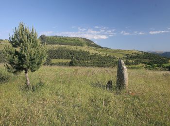 Tour Zu Fuß Saint-Étienne-du-Valdonnez - Balade au pays des menhirs - Photo