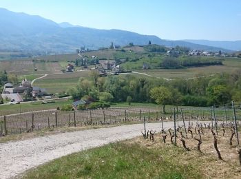 Trail Walking Saint-Jeoire-Prieuré - Tours de Chignin  - Photo