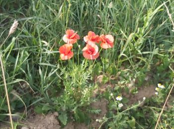 Tour Wandern Valorbiquet - St Cyr du Ronceray  - Photo