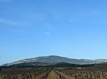 Randonnée Marche Camplong-d'Aude - La Montagne d'Alaric - Le Roc de l'Aigle - Photo