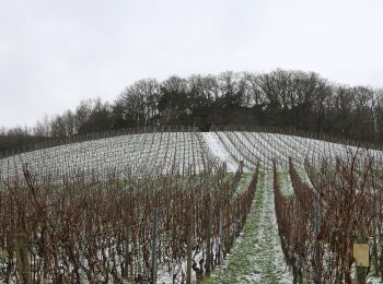 Randonnée A pied Oestrich-Winkel - Quer-Flötenweg - Photo