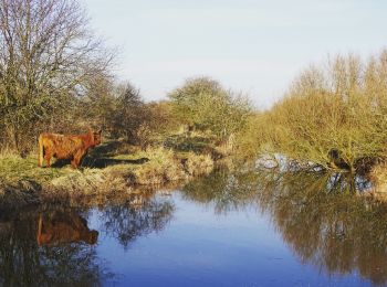 Randonnée A pied Goeree-Overflakkee - Oranje - Photo