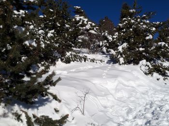 Excursión Raquetas de nieve Saint-Étienne-les-Orgues - 210108lure - Photo