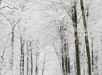 Tocht Te voet Weiskirchen - Hochwald-Pfad - Photo