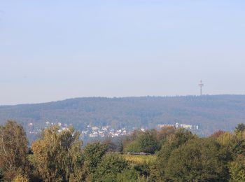 Tour Zu Fuß Eltville am Rhein - Rheinsteig Rundtour: Rauenthaler Spange - Photo