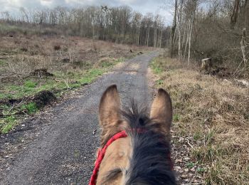 Trail Horseback riding Saint-Martin - Mardi 20 février 24 Tivio  - Photo