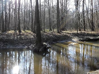 Tocht Te voet Sieraków - Krajoznawczy szlak przyrody i historii - Photo