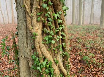 Tocht Stappen Bertem - Bertem - Photo