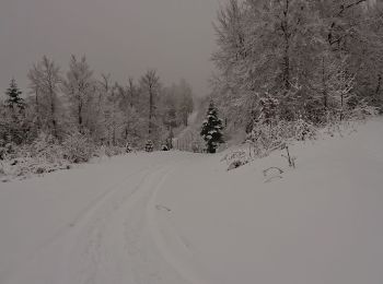 Trail Snowshoes Les Premiers-Sapins - rando raquettes Nods  - Photo