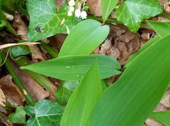 Tocht Stappen Piney - Mdparc 19km muguet - Photo