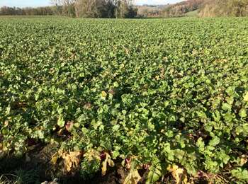 Percorso Marcia Grez-Doiceau - Gottechain grand tour 19/11/2019  - Photo