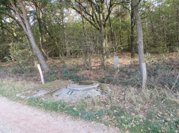 Percorso A piedi Brüggen - Rundweg A9 Dassenberg - Photo