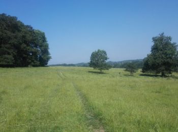 Randonnée Marche Ohey - Bois d'Ohey - Photo