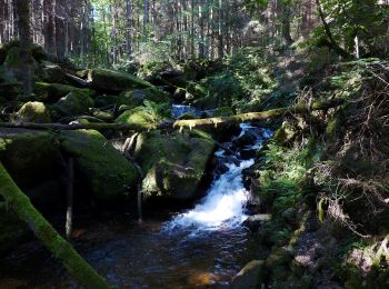 Tour Zu Fuß Kienberg - Opatská stezka II - Photo