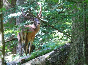 Excursión A pie San Godenzo - Il Falterona e la Foresta di Campigna - Photo